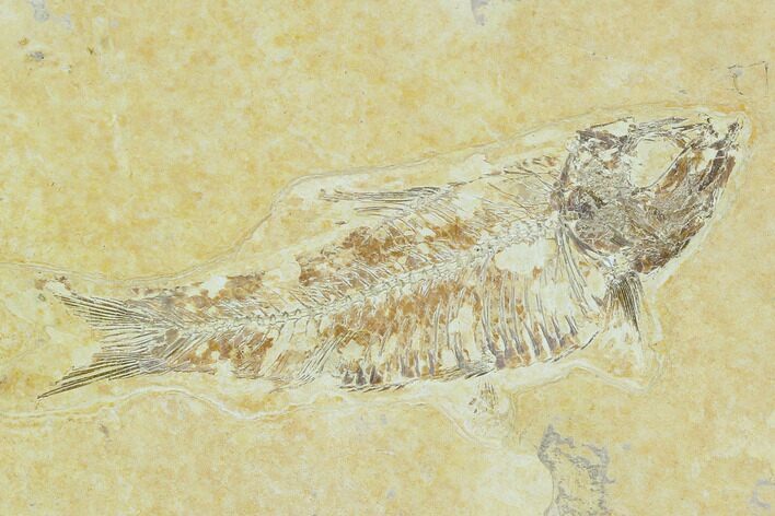 Bargain, Detailed Fossil Fish (Knightia) - Wyoming #120414